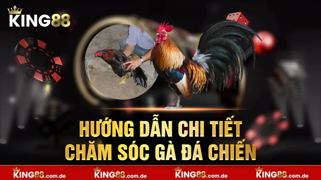 Hướng dẫn chi tiết chăm sóc gà đá chiến