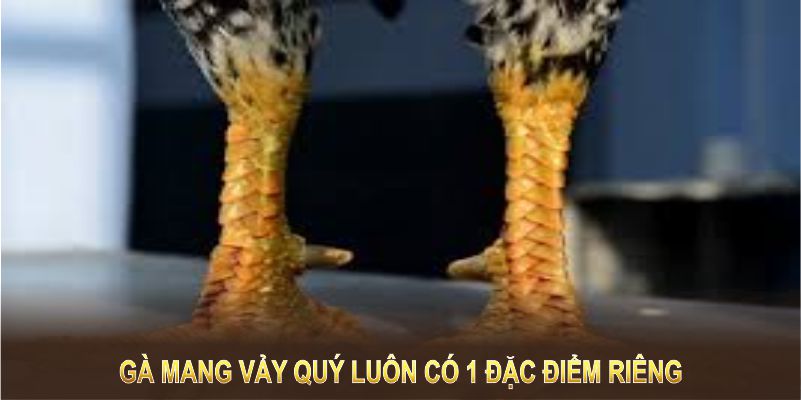 Gà mang vảy quý luôn có 1 đặc điểm riêng khiến đối thủ e dè